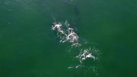 Dolphins 8 Stockbeeldmateriaal 188749012