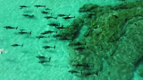 Dolphins 8- Stock Footage 280029329
