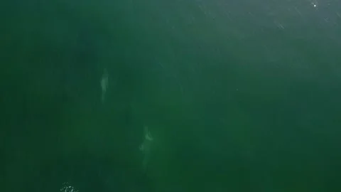 Dolphins 9 Stockbeeldmateriaal 188748611