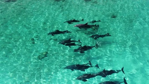 Dolphins 9- Stock-Footage 280038000