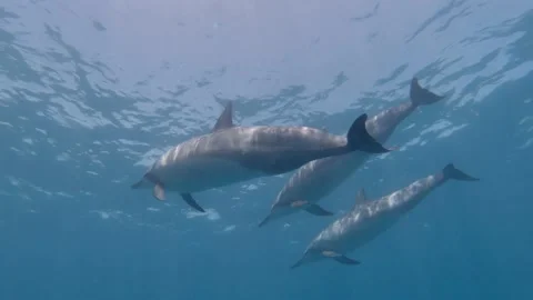 Dolphins above and below 스톡 동영상 148355169