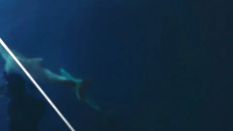 Dolphins in the Adriatic Sea Stock Footage 220004432