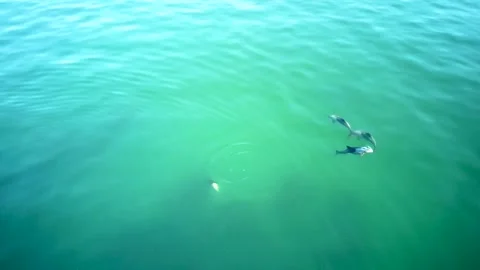 Dolphins by Aerial Stock Footage 248066142