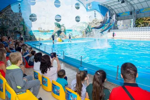 Dolphins in the air. Foto stock