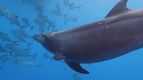 Dolphins and Black jack fish swimming underwater in blue ocean Stock Footage 115823365