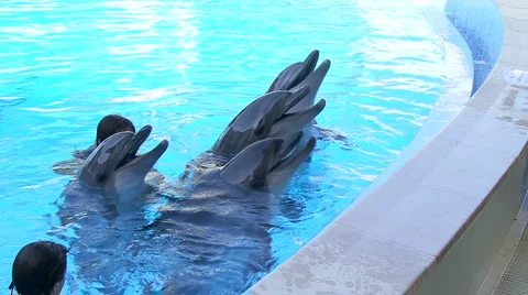 Dolphins and  스톡 동영상 884903