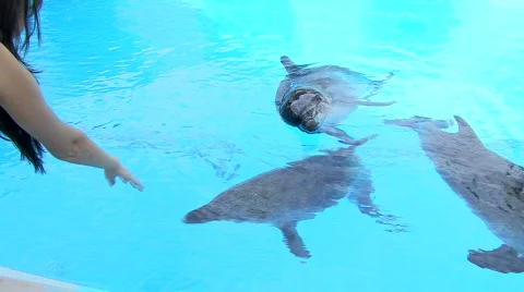 Dolphins in aquapark 動画素材 591607
