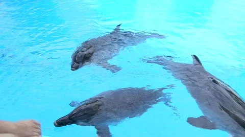Dolphins in aquapark 動画素材 591612