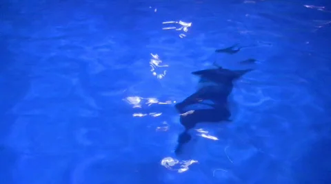 Dolphins in aquarium. 動画素材 508242