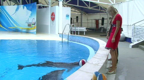 Dolphins in aquarium 動画素材 591599