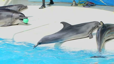 Dolphins in Aquarium 스톡 동영상 884837