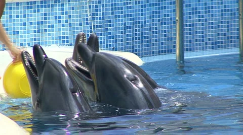 Dolphins in Aquarium 스톡 동영상 884870