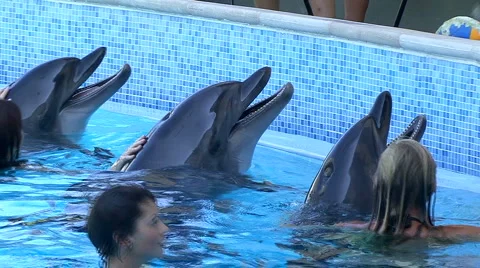 Dolphins in Aquarium 스톡 동영상 884902