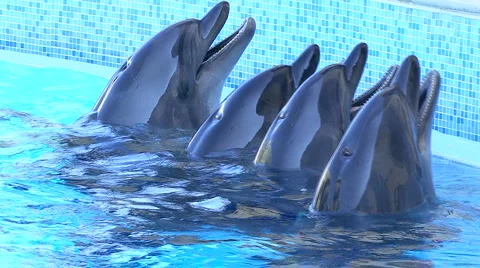 Dolphins in Aquarium 스톡 동영상 884904