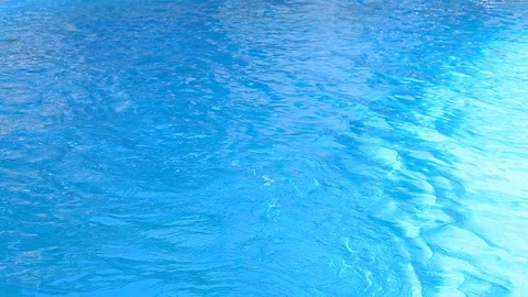 Dolphins are playing in the pool Stock Footage 121372482