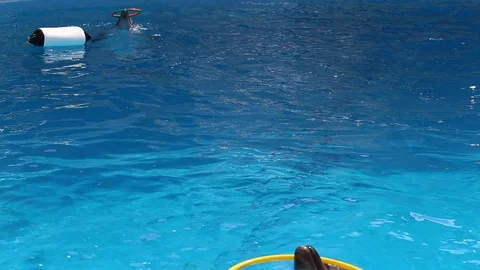 Dolphins are playing in the pool Stock Footage 121372628