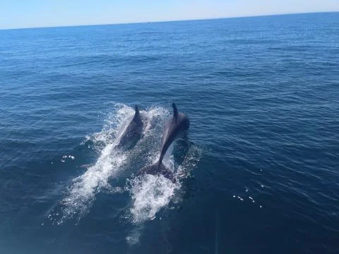 Dolphins in the atlantic ocean Stock Photos