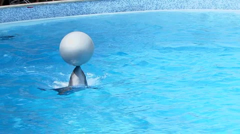 Dolphins with Ball Stockbeeldmateriaal 884863
