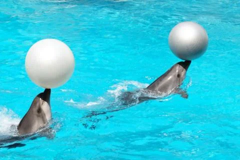 Dolphins with balls Stock Photos