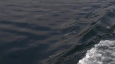 Dolphins Beagle channel 10 Video stock 792755