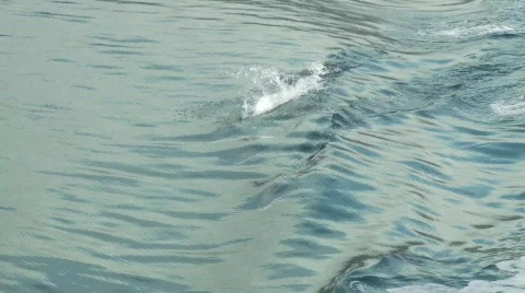 Dolphins beagle channel 2 Video stock 783439
