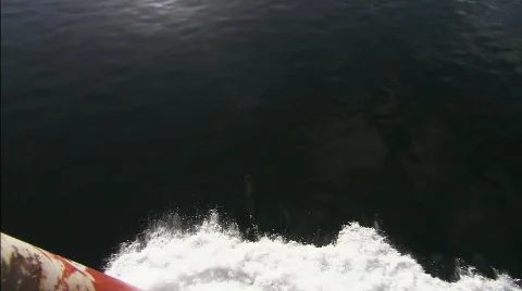 Dolphins Beagle channel 2 Stock Footage 792695