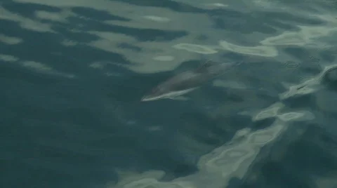 Dolphins beagle channel 3 Vidéo 783329