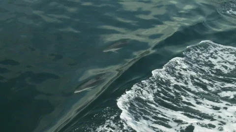 Dolphins beagle channel 4 Stock-Footage 783523