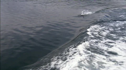 Dolphins Beagle channel 4 Stock Footage 792860