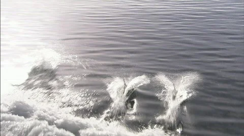 Dolphins Beagle channel 5 Video stock 792828