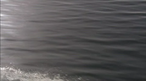 Dolphins Beagle channel 6 Vidéo 792870