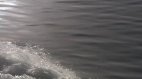 Dolphins Beagle channel 7 Video stock 792777