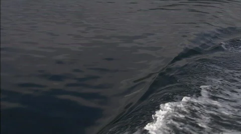 Dolphins Beagle channel 9 Vidéo 792814