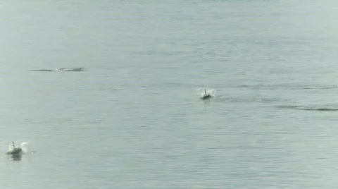Dolphins beagle channel  Vidéo 781769
