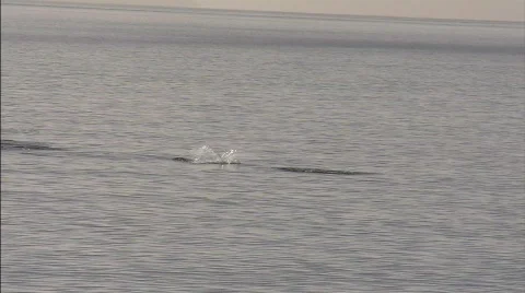 Dolphins Beagle channel Video stock 792801