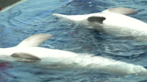 Dolphins being fed in aquarium Stock Footage 67569042