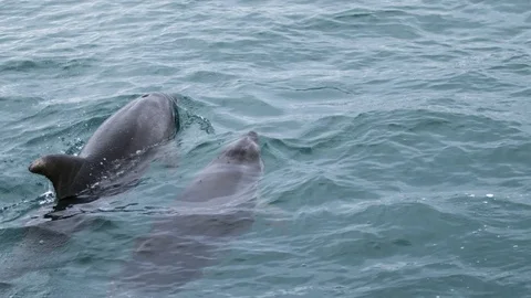 Dolphins BlowHole (Phantom) Stock Footage 75629810