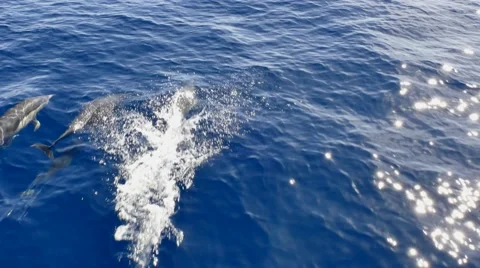 Dolphins from boat Stock Footage 68578447