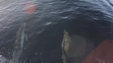Dolphins from boat Stock Footage 71185085