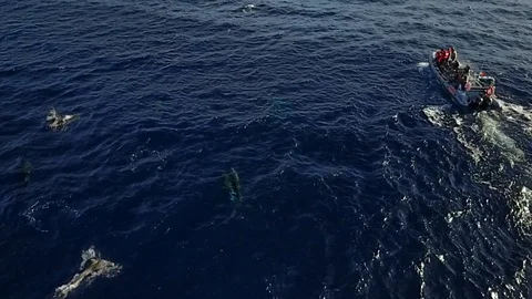 Dolphins with a boat Stock Footage 102378998