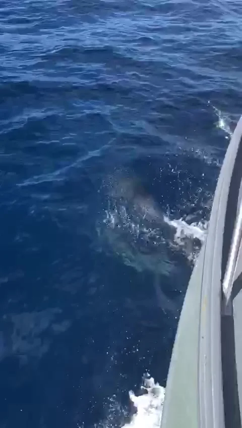Dolphins from boat Video stock 137705622