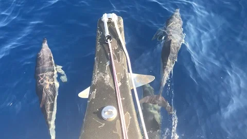 Dolphins at the bow of the boat Stock Footage 93891478