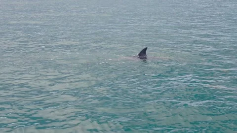 Dolphins Breaching the Surface Stock Footage 305124730