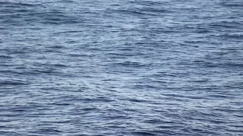 Dolphins breathing raw video Stock Footage 219925125