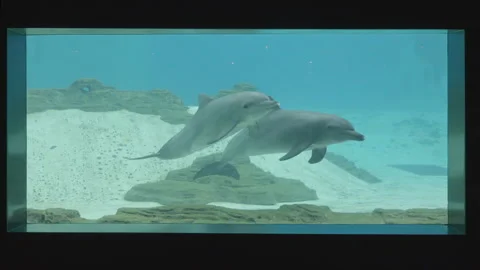 Dolphins in captivity in an aquarium Stock Footage 254393702