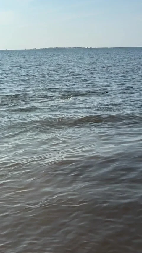 Dolphins at Carrabelle beach Stock Footage 317553331