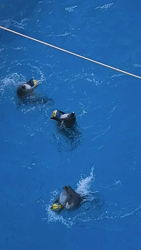 Dolphins carrying balls. Dolphin performance at the Dolphinarium Stock Footage 282580249