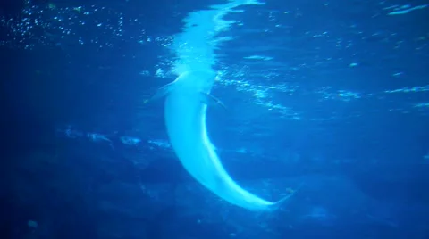 Dolphins cavort in a tank Vidéo 923979