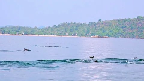 Dolphins chasing fish and breaching in morning. Sri Lanka Stock Footage 72931820