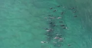 Dolphins Cruising In A Beautiful Relaxing Blue Water. Stock Footage